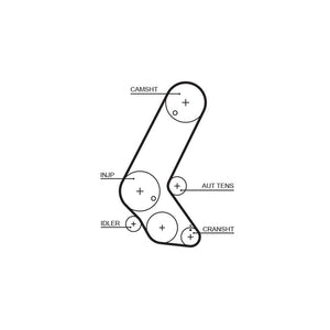 Gates - curea distributie 5595XS